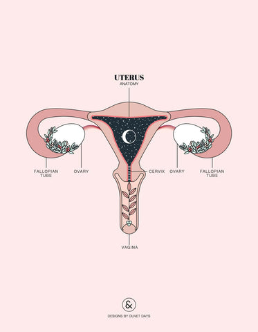 Illustration of the anatomy of a uterus