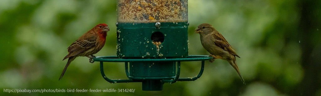 Bird Feeder