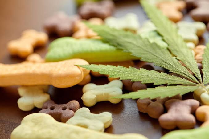 CBD Oil vs CBD Treats for Dogs