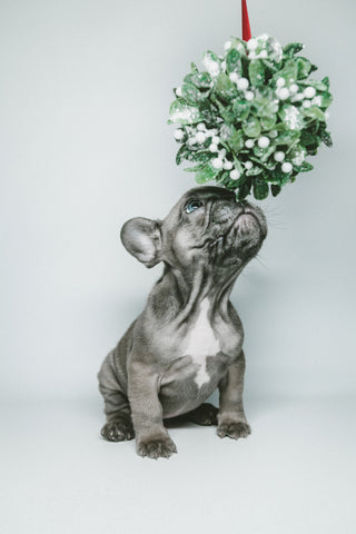 short coated gray french bulldog smell