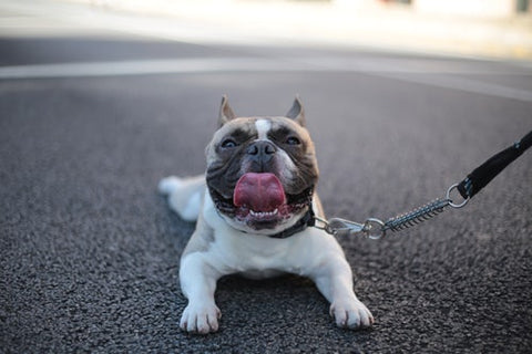 white and brown french bulldog puppy