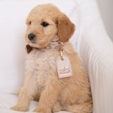 Dog Leash & Collar