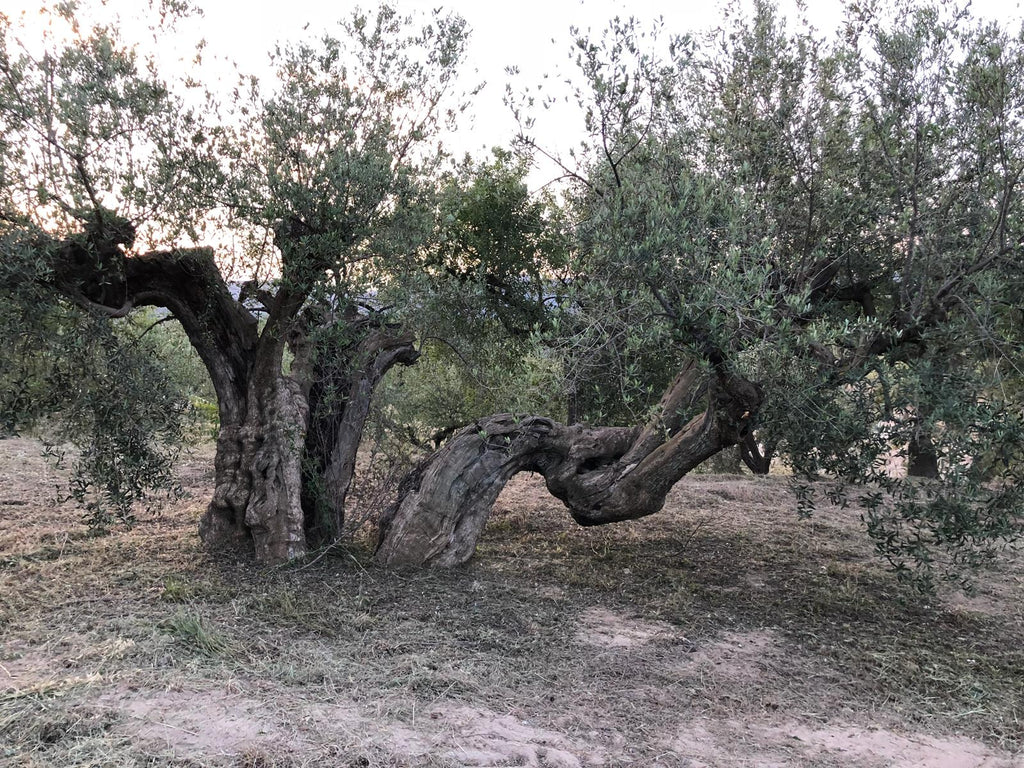 olivo milenario ecologico