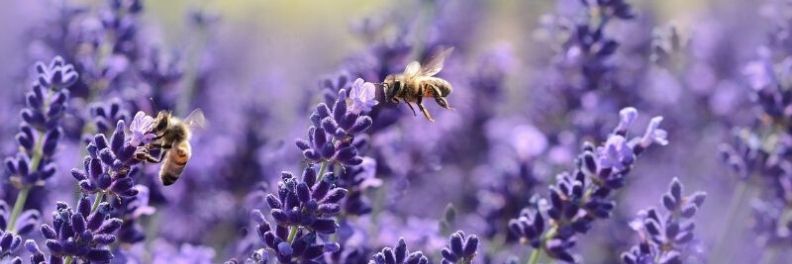 sonoma lavender essential oils field with bees