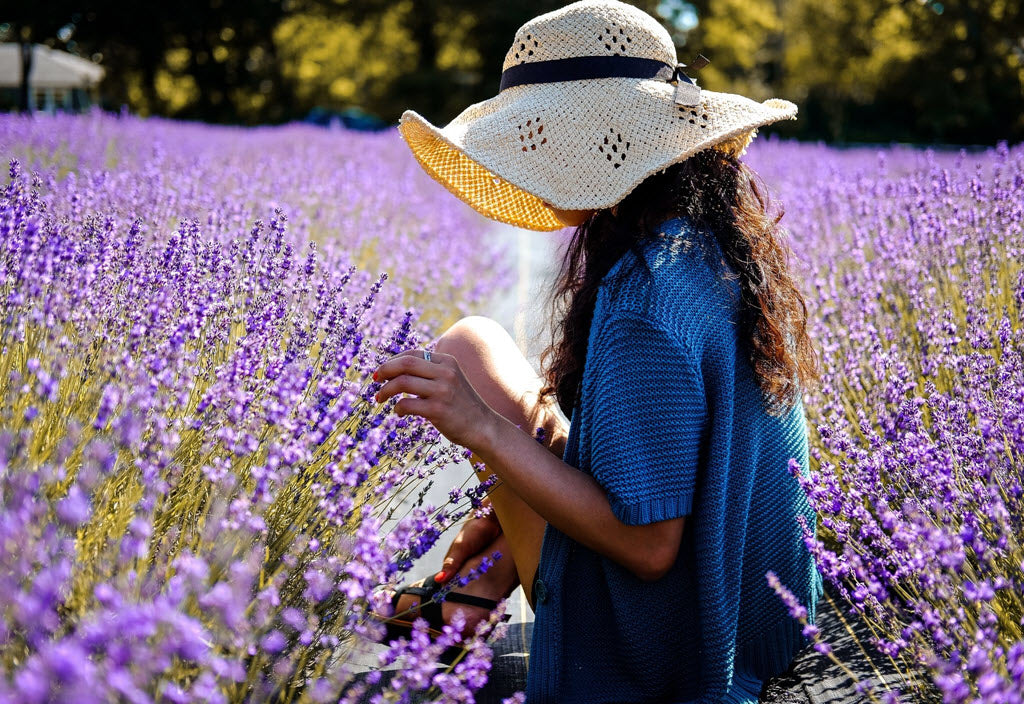 woman picking lavender in sonoma lavender field