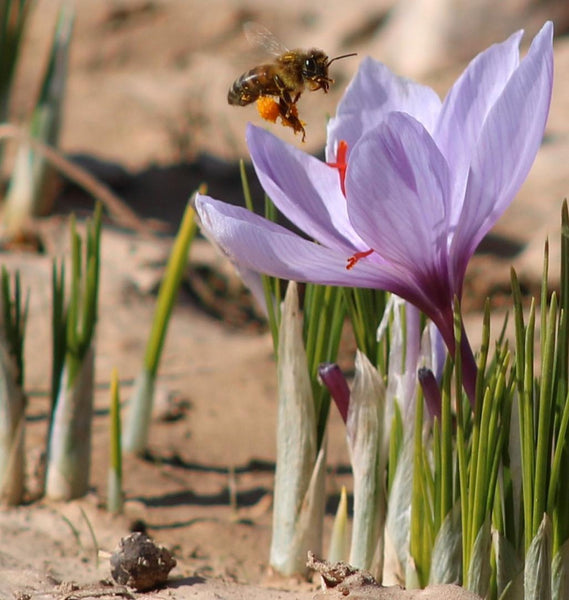 bees inspecting saffron