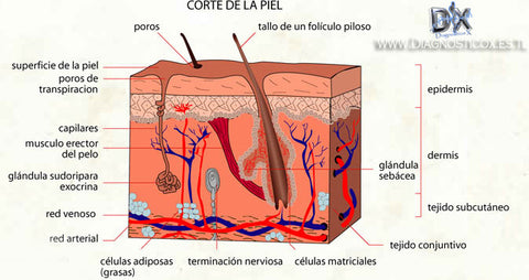 capas de la piel ceutikal8