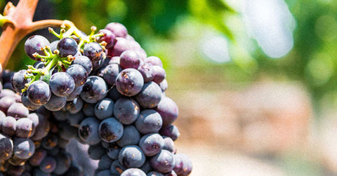Purple grapes on a vine