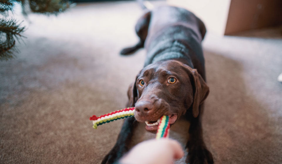 dog pulling toy rope