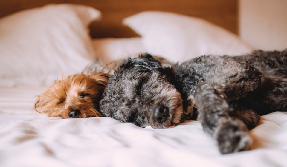 dogs laying on hotel bed