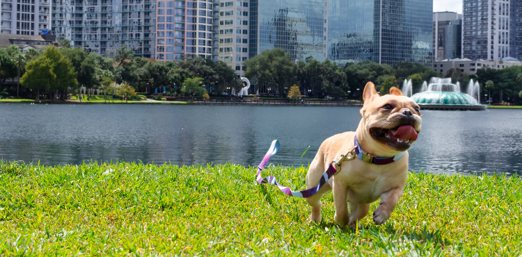 Mimosa Wearing Metric Floral Padded Dog Collar and Dog Leash With Padded Handle in Downtown Orlando Lake Eola