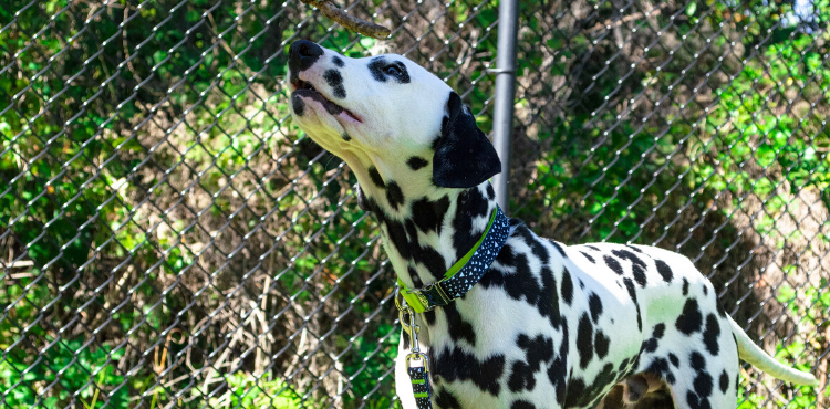 Pacson getting ready to take a leap and spring into action with Asteroid Blues Dog Collar and Leash.