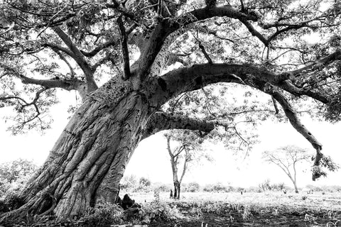 Buyu Collection Baobab Tree