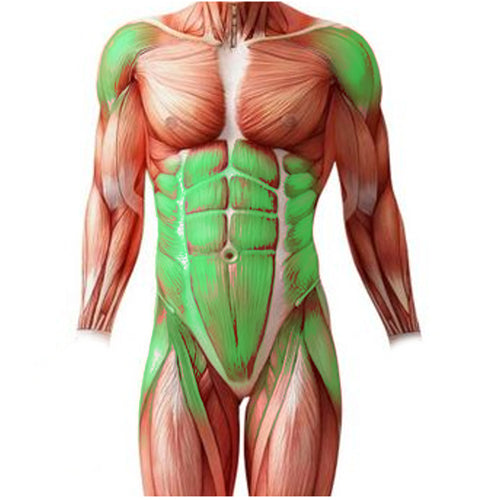 TARGETED MUSCLES | Though it has the reputation of being an ab exercise, it also targets your hip flexors and also involves your shoulders, back and several other muscles throughout your body.