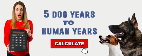 Convert-5-dog-years-to-human-years