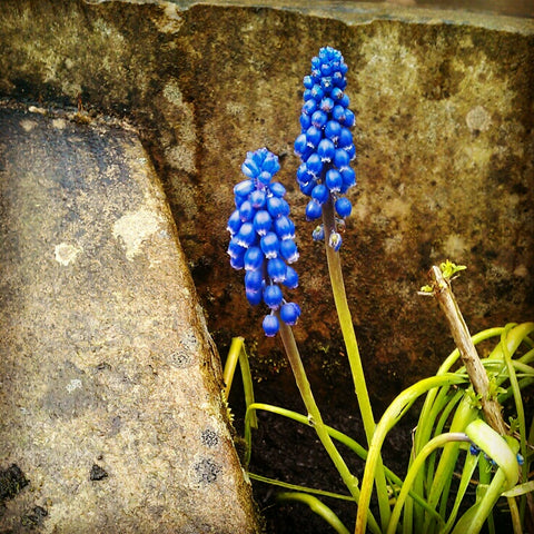 grape hyacinths copyright rachel lucie hebden bridge