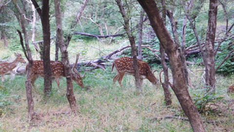 Spotted Deer_Chital_Ranthambore