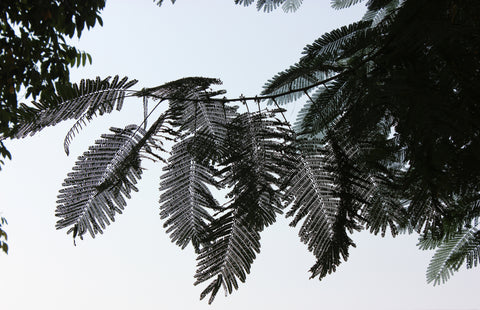 Gulmoher leaves