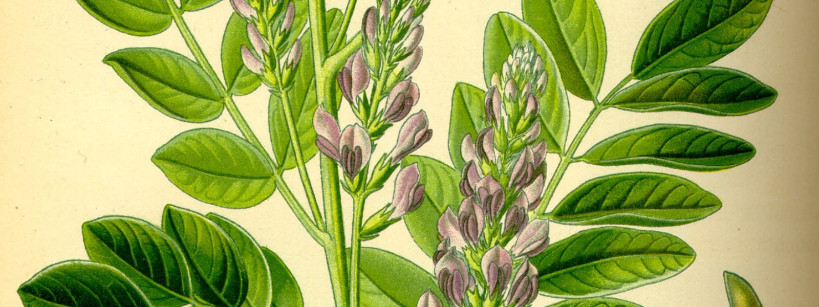 Liquorice plant health benefits