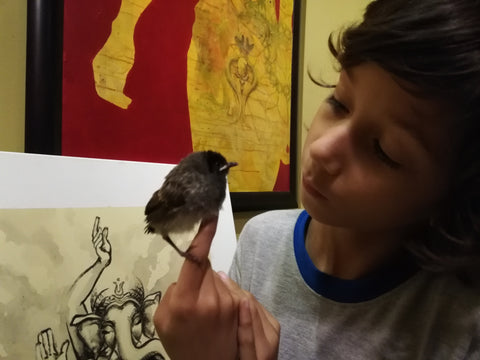 Rescued baby Red Vented Bul Bul