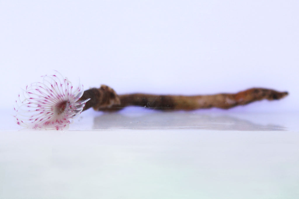 Pink feather duster |saltwater fish and corals| tsm aquatics