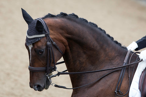 Side view of a horse's head