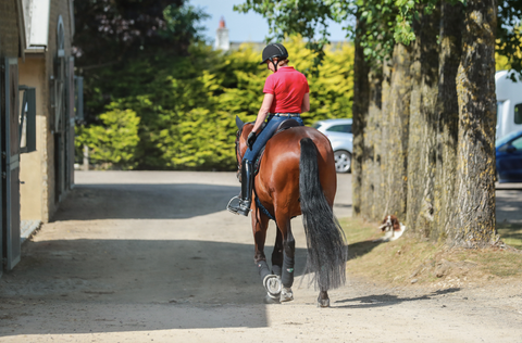 Horse being ridden outside stables