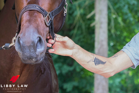 Close up of a horse being led