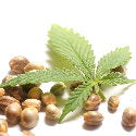 Hemp_Seed_Oil