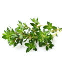 Thyme_Essential_Oil