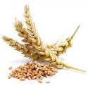Wheat_Protein