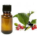 Wintergreen_Extract