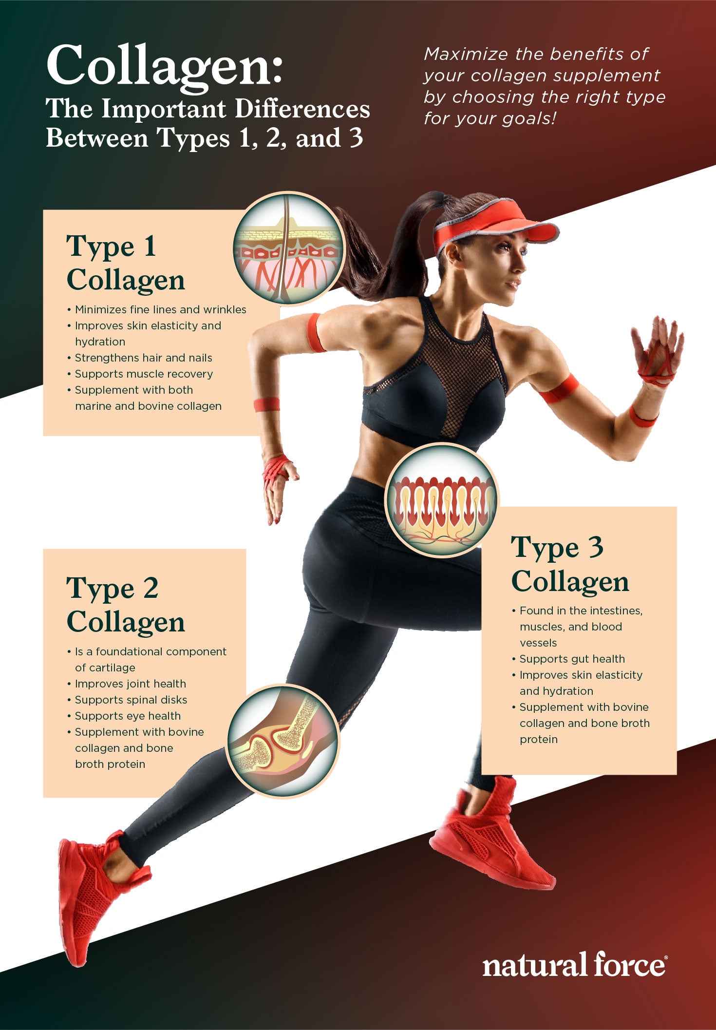 collagen types 1, 2, and 3 infographic