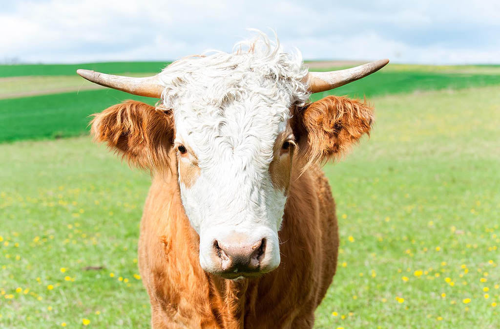 a pasture raised cow which is what collagen is made of