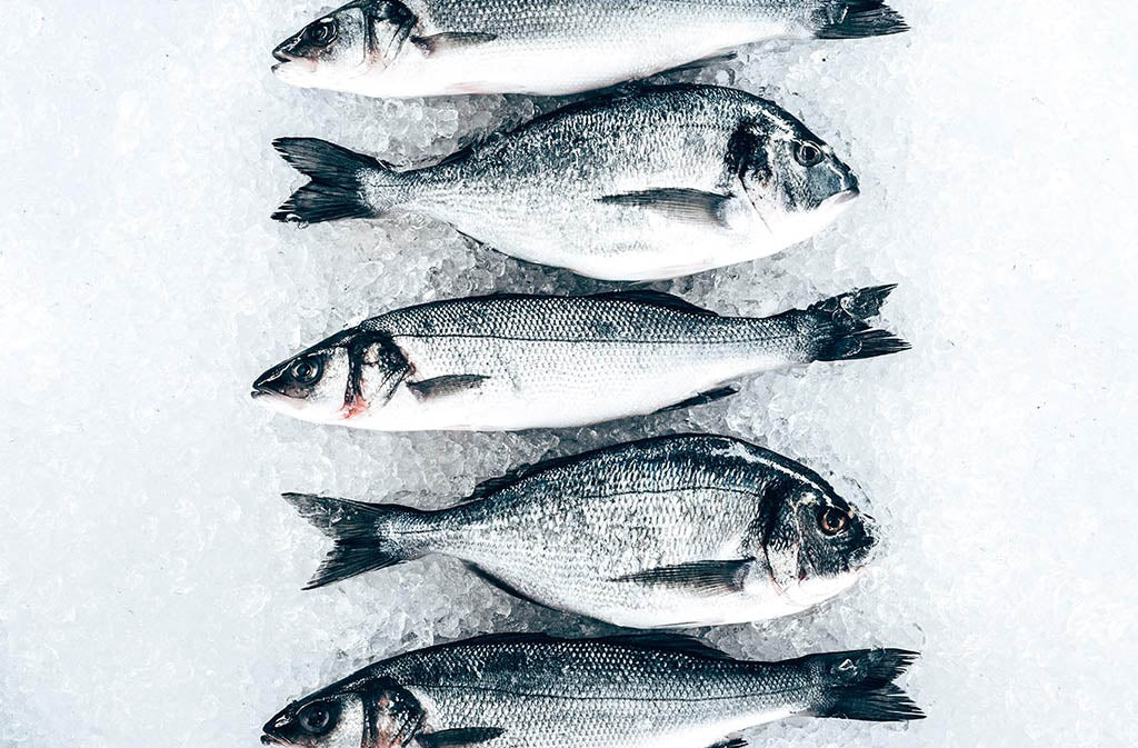 fish lined up on ice