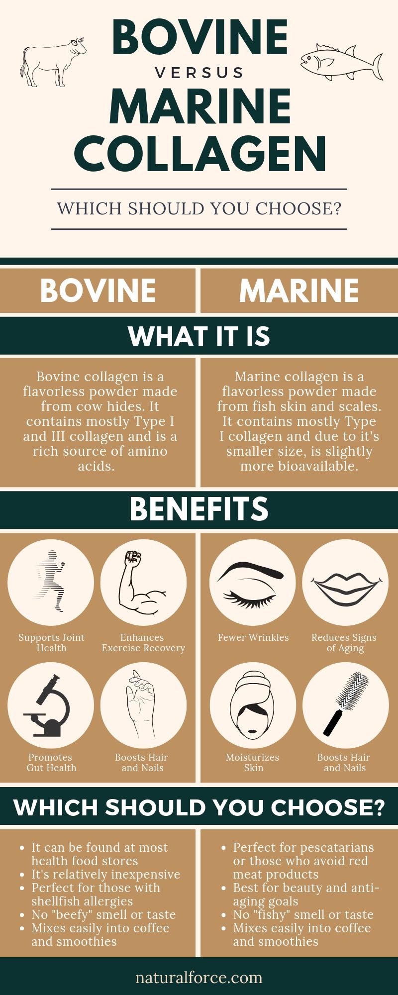 bovine collagen vs marine collagen infographic