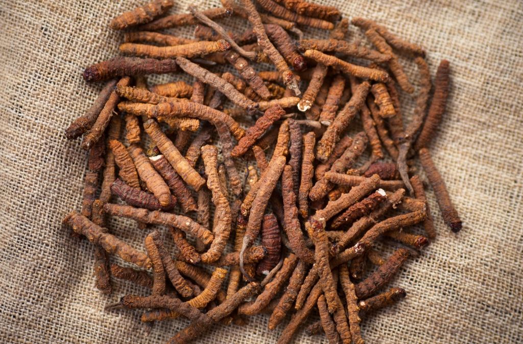 a pile of cordyceps mushrooms on burlap