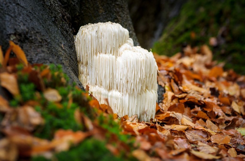 lions mane mushroom at the base of a true surrounded by orange leaves