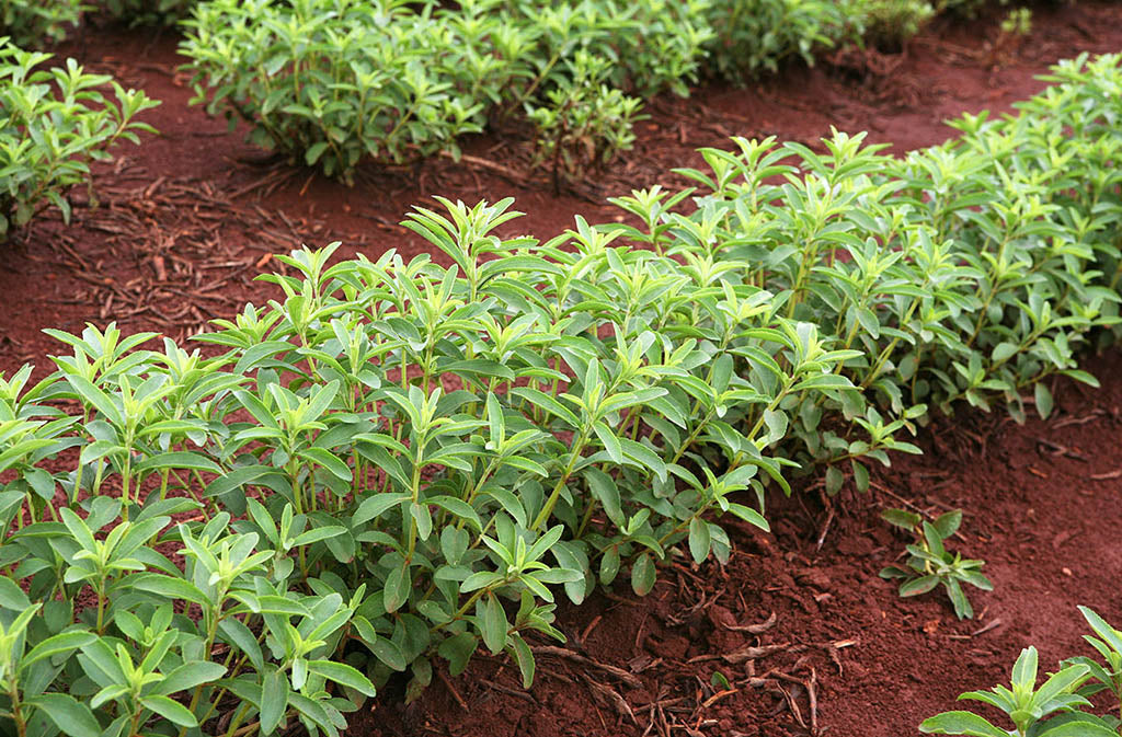 stevia in a garden