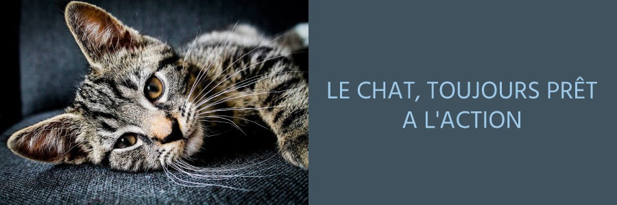 Signification chat qui dort sur son maître : le chasseur naturel