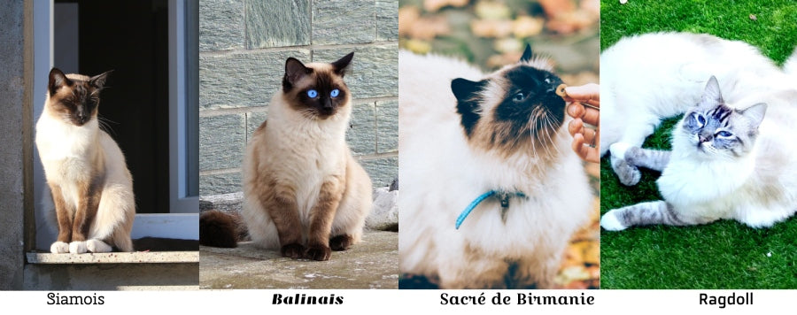 chat siamois similaire