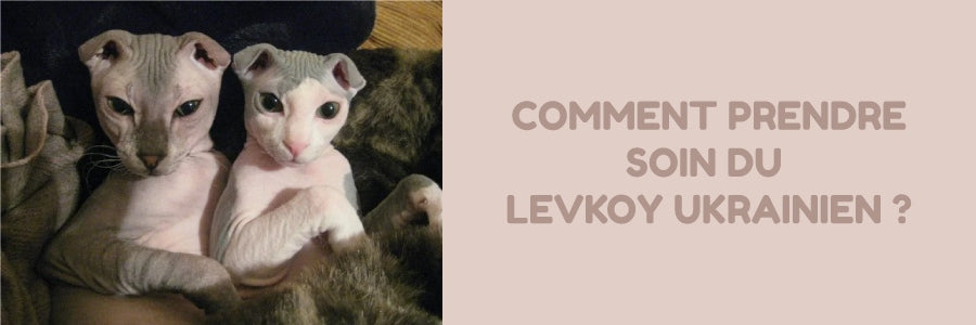 Comment prendre soin du chat levkoy