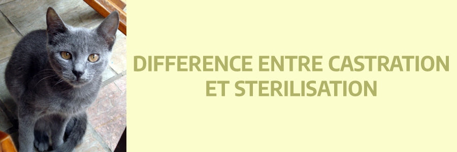 différence entre castration et stérilisation