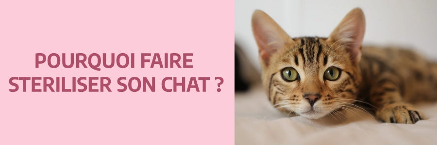 pourquoi stériliser sont chat