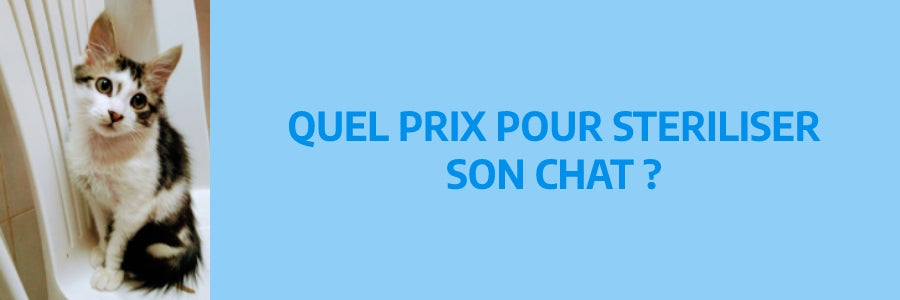 Quel prix pour stériliser son chat ?