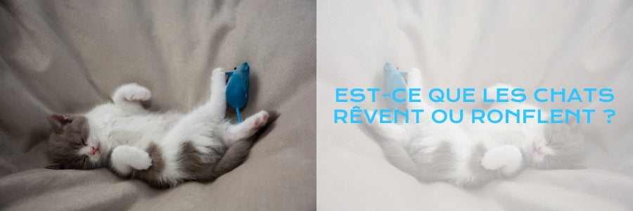 rêve de chat