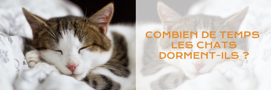 combien de temps dorment vos chats