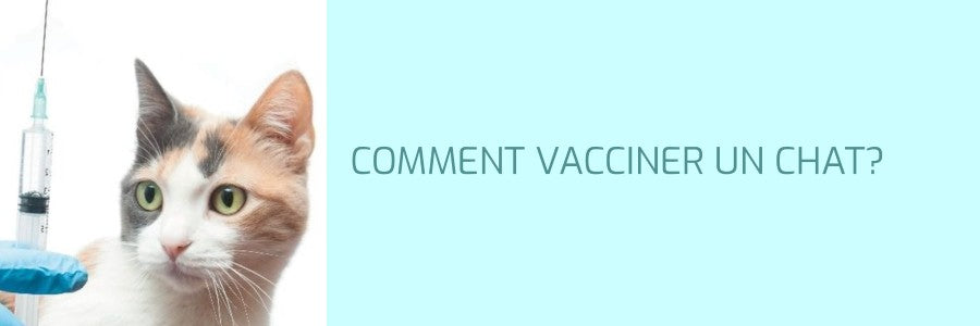 Comment vacciner son chat?