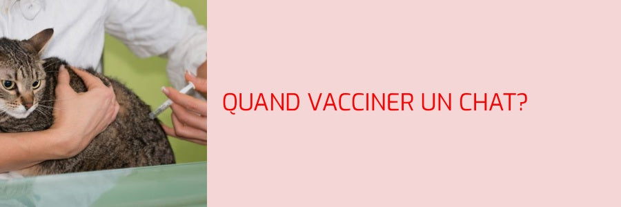 Quand vacciner son chat ?