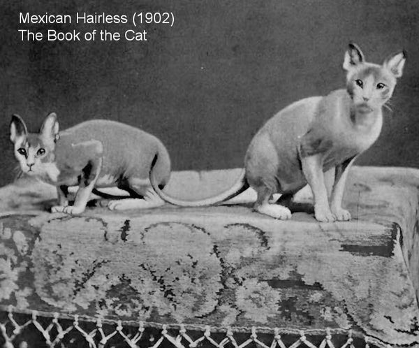 Mexican hairless Cat - the book of the Cat 1902